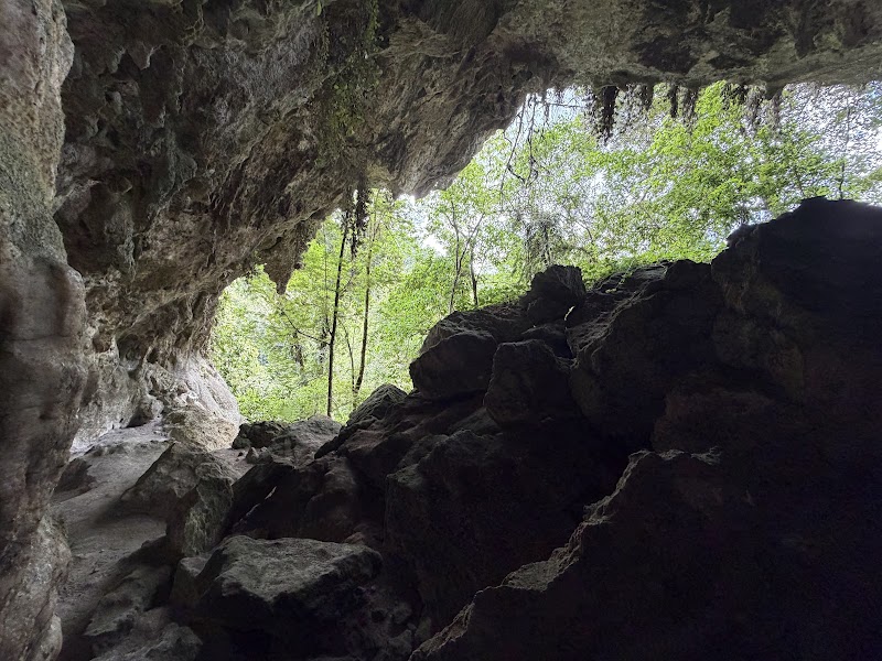 Photo 5 at Bosque Estatal de Río Abajo in Utuado