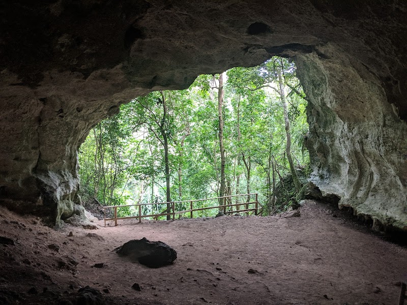 Bosque Estatal de Río Abajo in Utuado