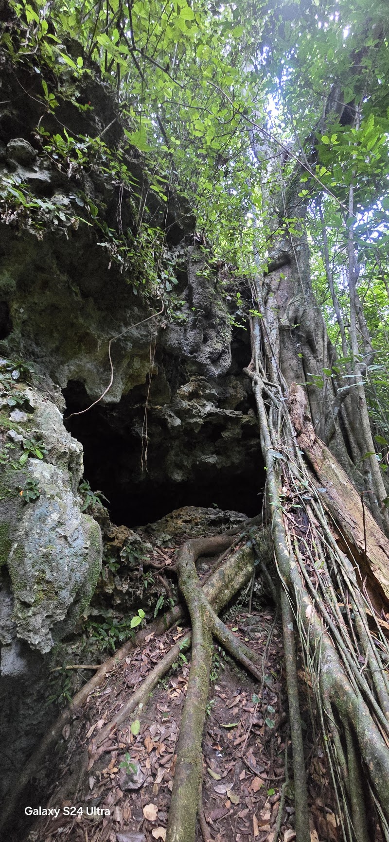 Photo 4 at Bosque Estatal de Río Abajo in Utuado