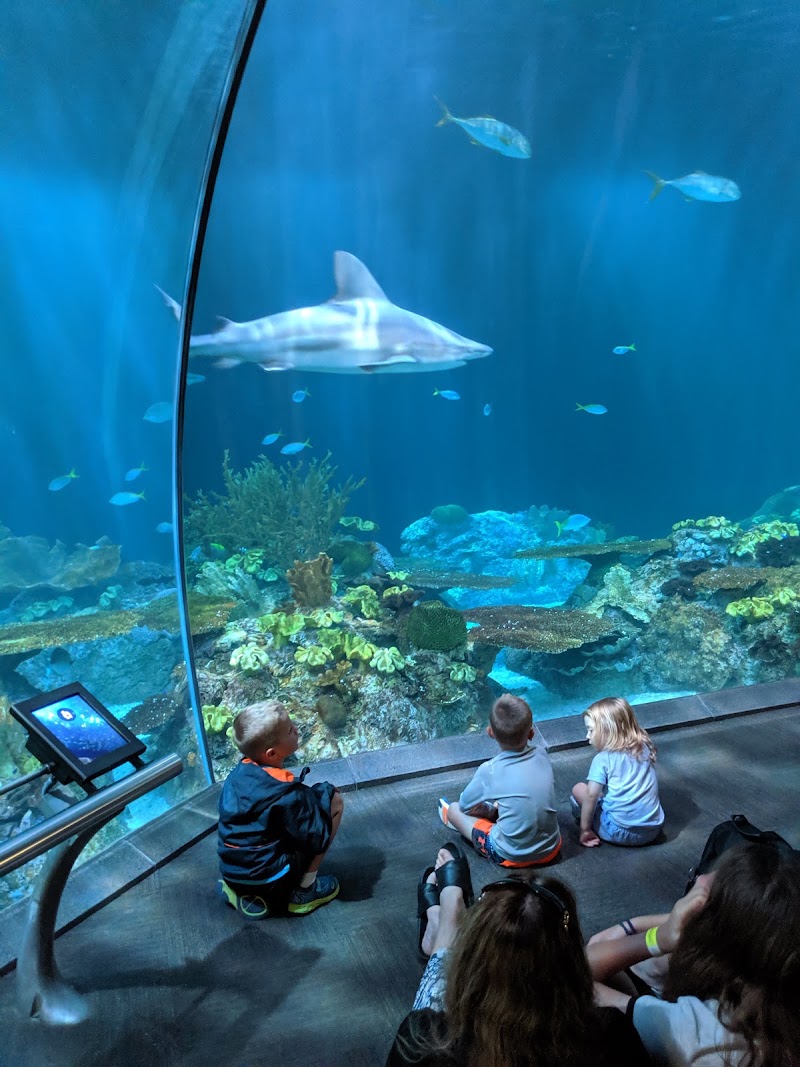 Photo 5 at Shedd Aquarium in Chicago