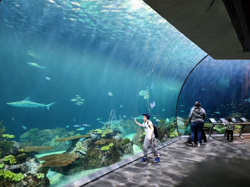 Shedd Aquarium in Chicago