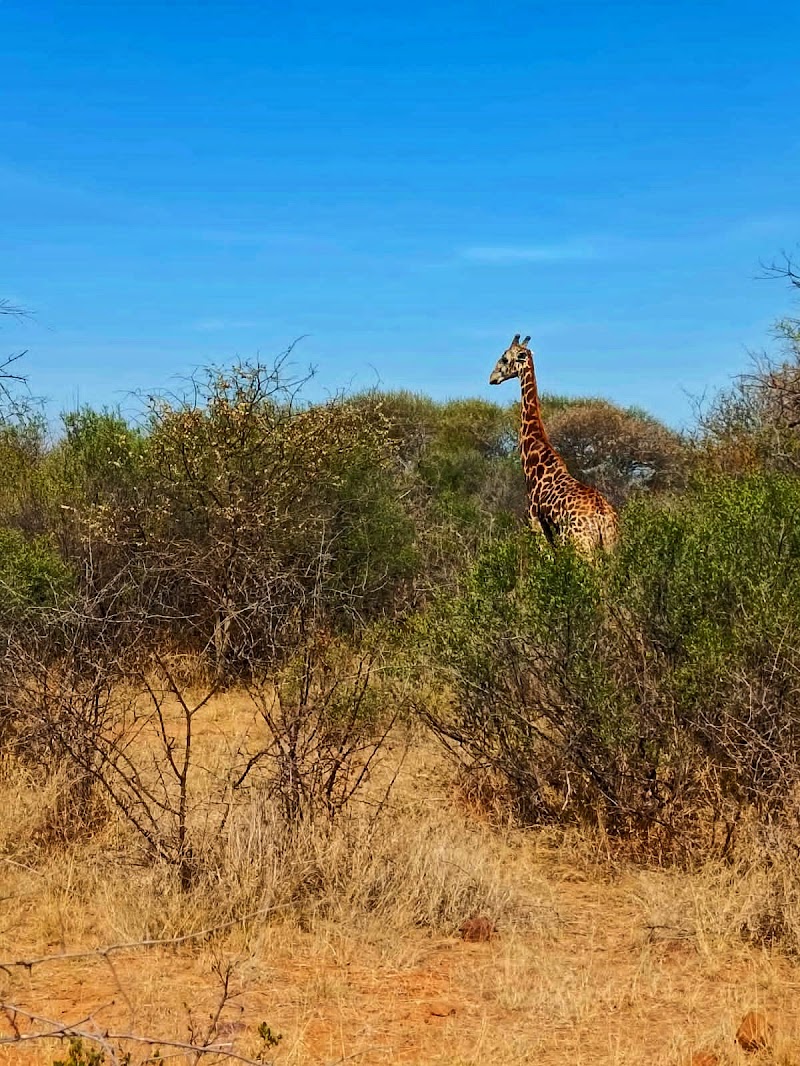 Photo 1 at Gaborone Game Reserve in Gaborone