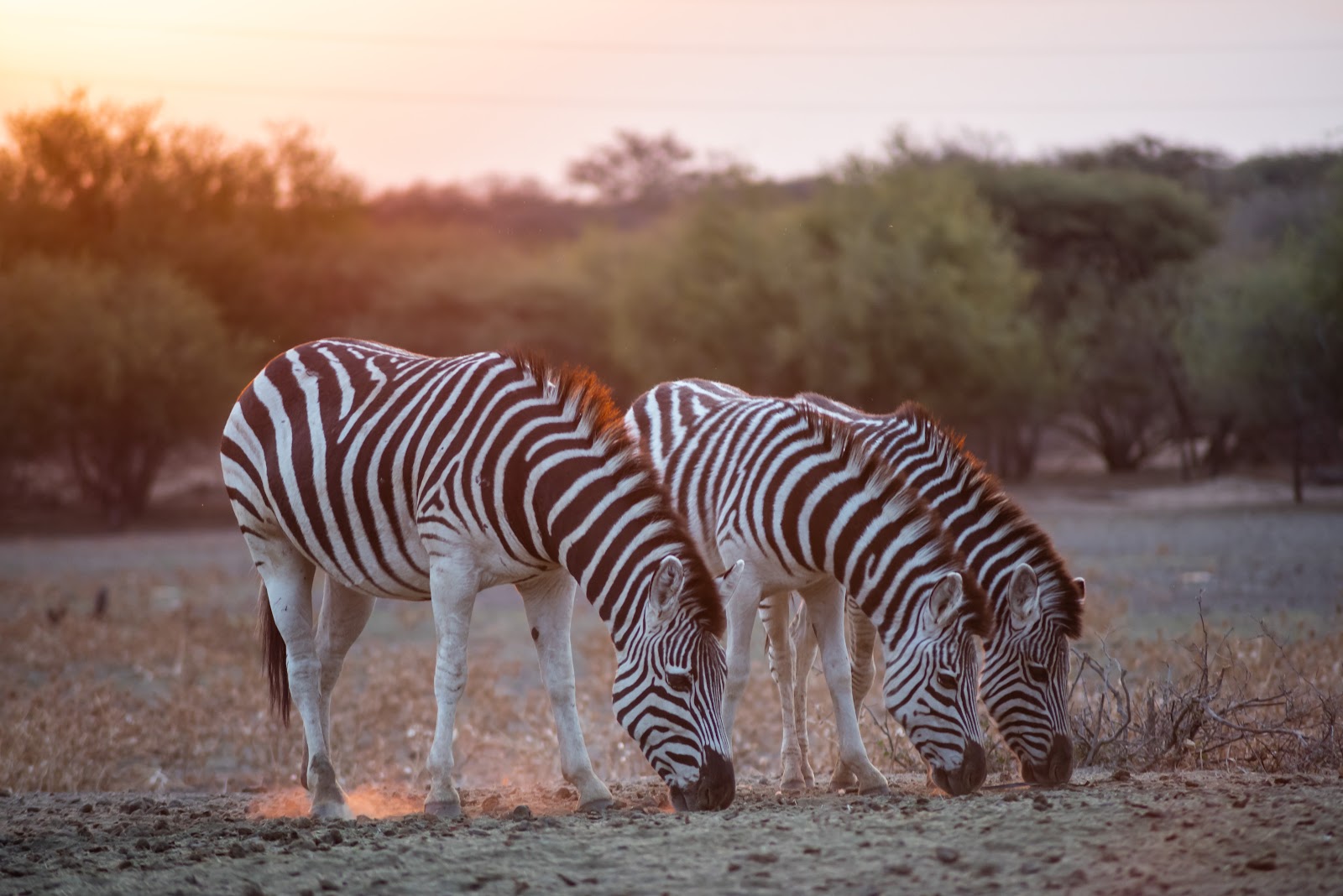 Gaborone Game Reserve in Gaborone