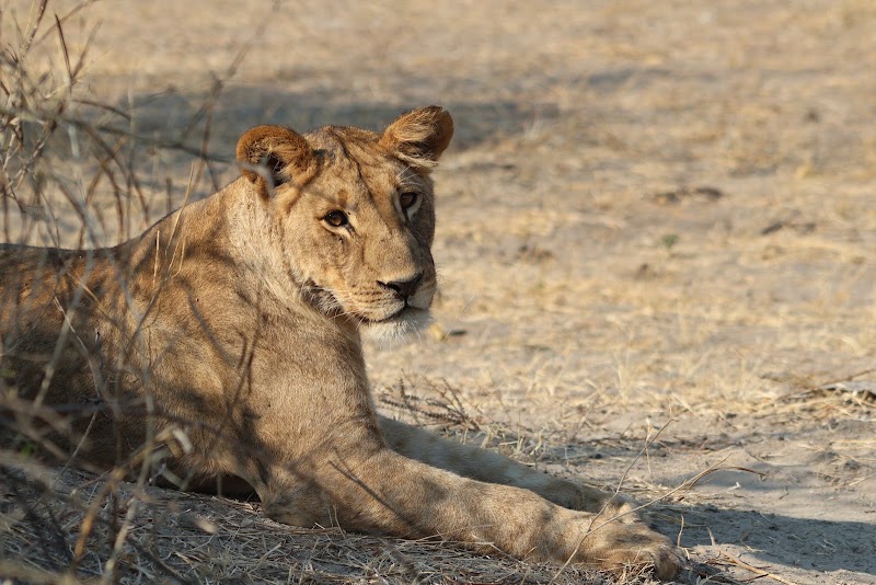 Photo 4 at Bluecrane Safaris Namibia in Windhoek