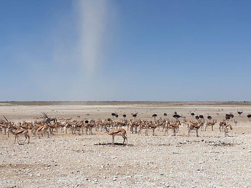 Photo 2 at Etosha National Park in 