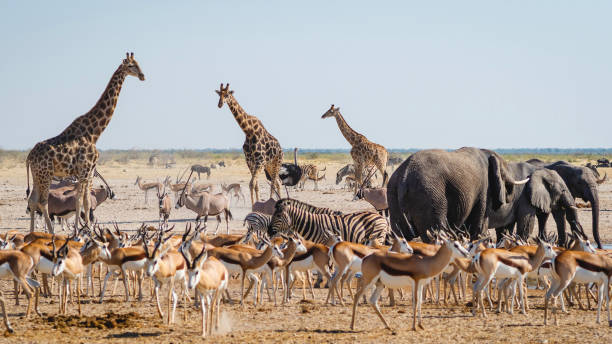 Photo 1 at Etosha National Park in 