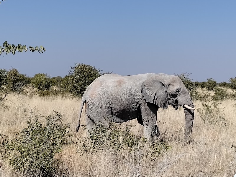 Photo 4 at Etosha National Park in 