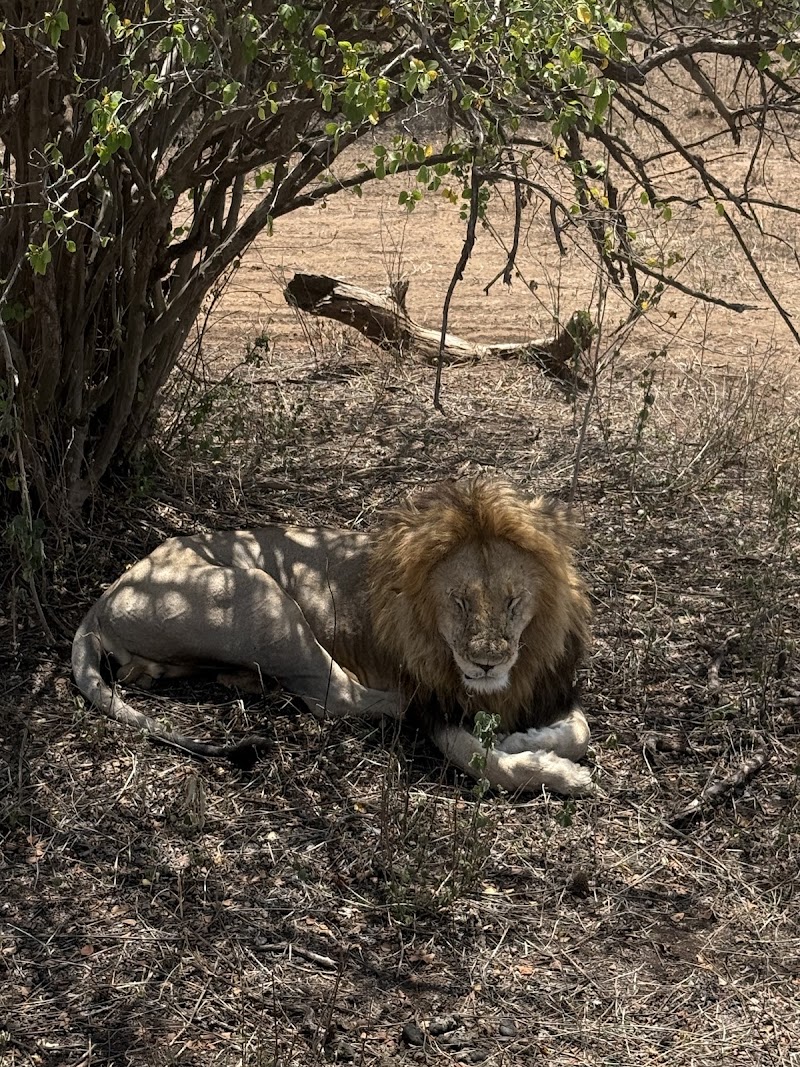 Photo 5 at Serengeti Smile - One of the Best Tanzania Tour Operators in Arusha