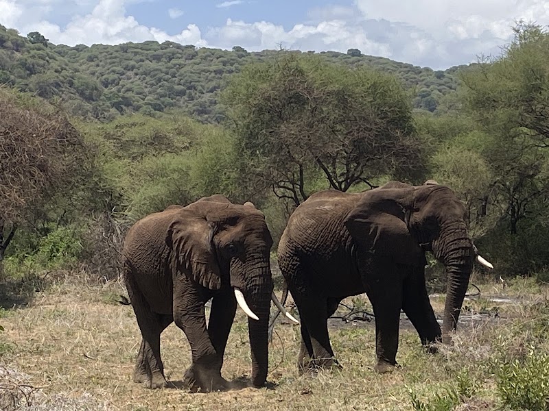 Photo 3 at Serengeti Smile - One of the Best Tanzania Tour Operators in Arusha