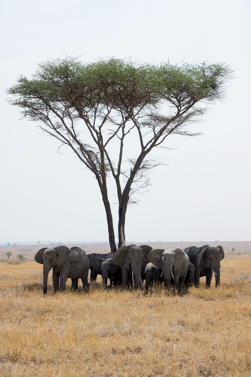 Photo 4 at Serengeti Smile - One of the Best Tanzania Tour Operators in Arusha
