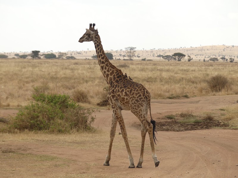 Photo 2 at Serengeti Smile - One of the Best Tanzania Tour Operators in Arusha