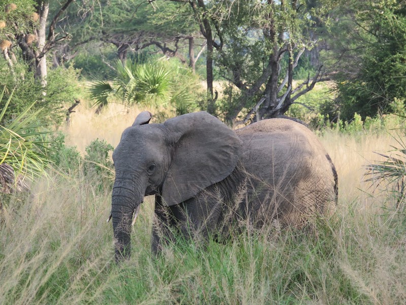 Photo 2 at Nyerere National Park in Matambwe