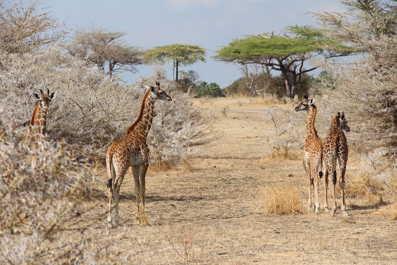 Photo 1 at Nyerere National Park in Matambwe