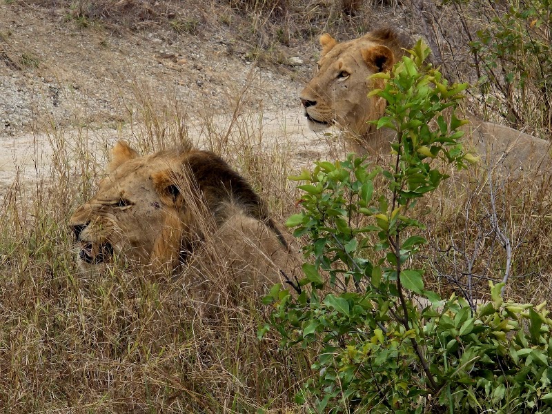Photo 3 at Nyerere National Park in Matambwe