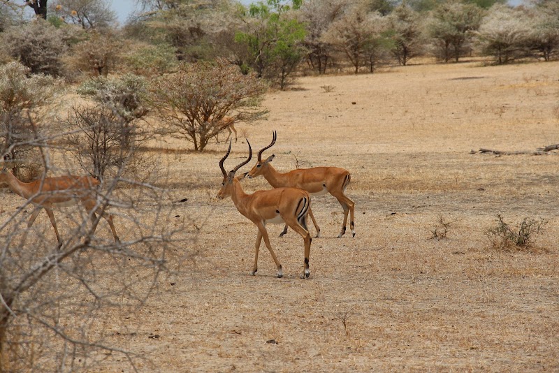 Photo 6 at Nyerere National Park in Matambwe