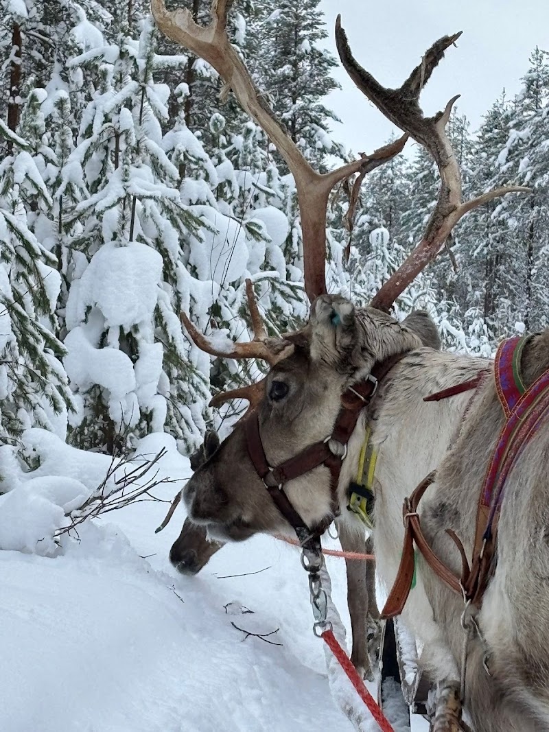 Photo 3 at Safartica in Rovaniemi