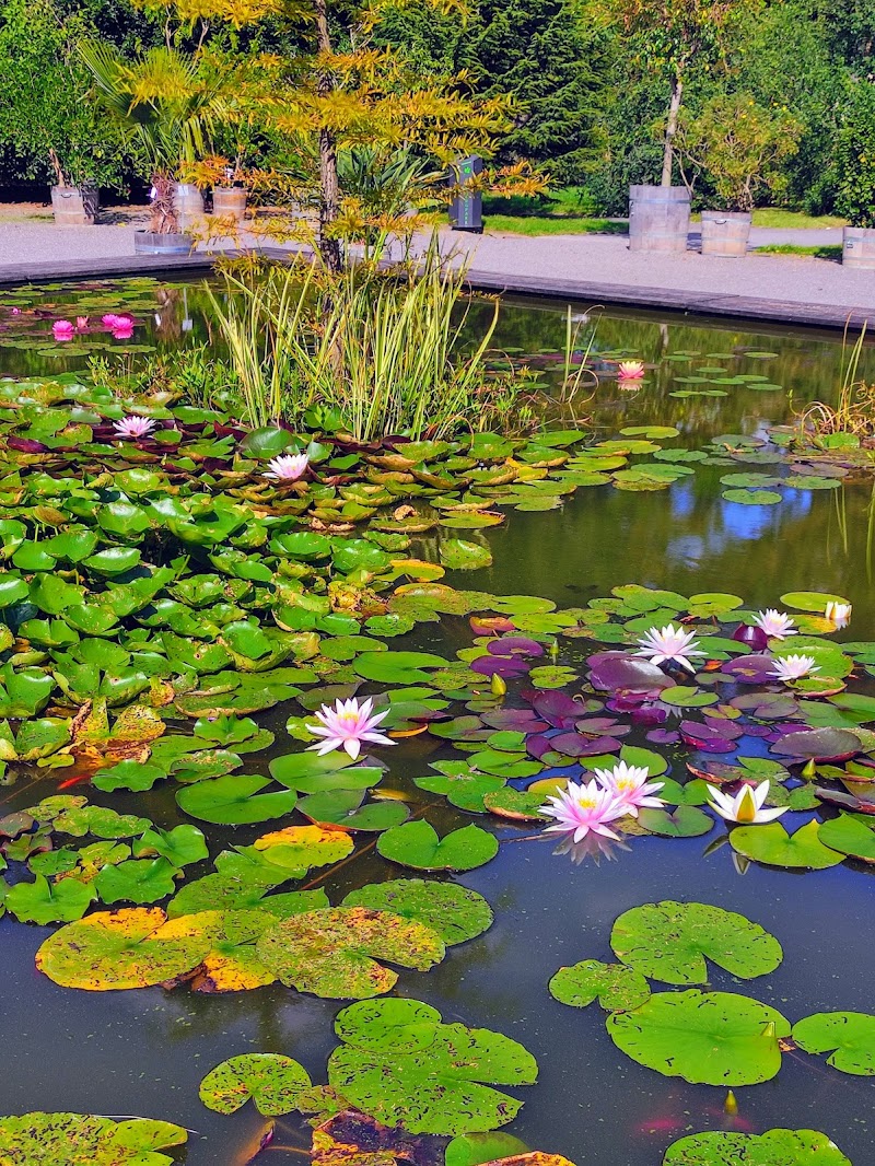 Photo 5 at Rombergpark Botanical Garden in Dortmund