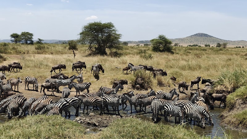 Photo 6 at Serengeti National Park in 