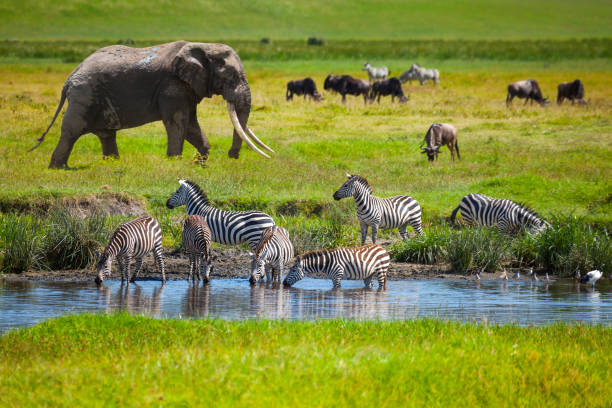 Photo 1 at Serengeti National Park in 