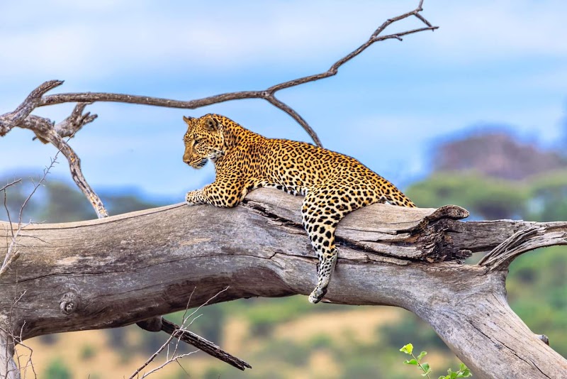 Photo 5 at Serengeti National Park in 