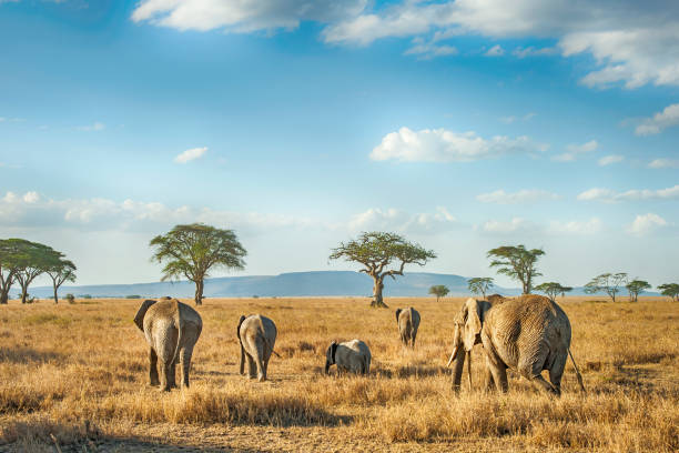 Serengeti National Park in 