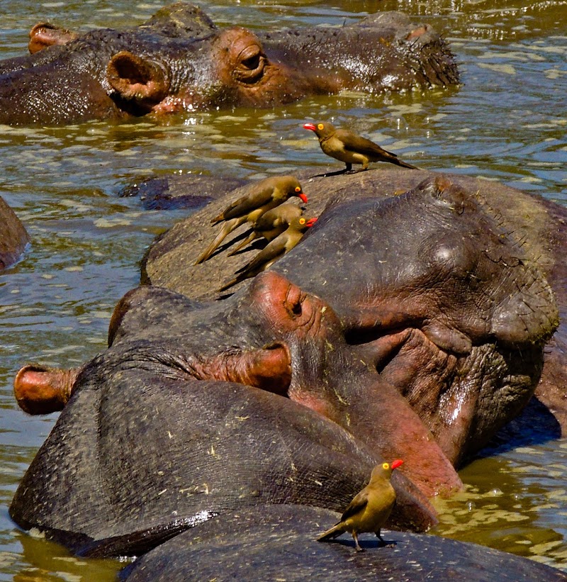 Photo 4 at Serengeti National Park in 