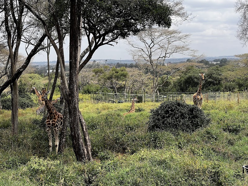 Photo 3 at Giraffe Centre in Nairobi
