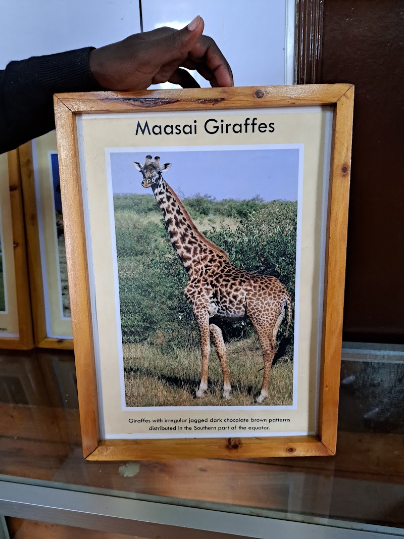 Photo 4 at Giraffe Centre in Nairobi