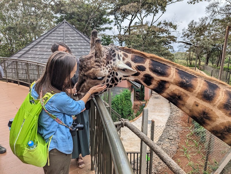 Photo 1 at Giraffe Centre in Nairobi