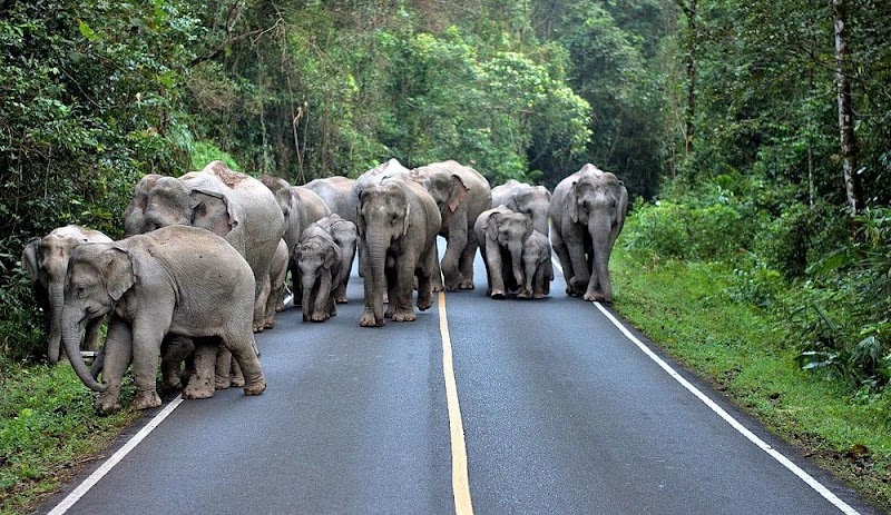 Khao Yai National Park in 