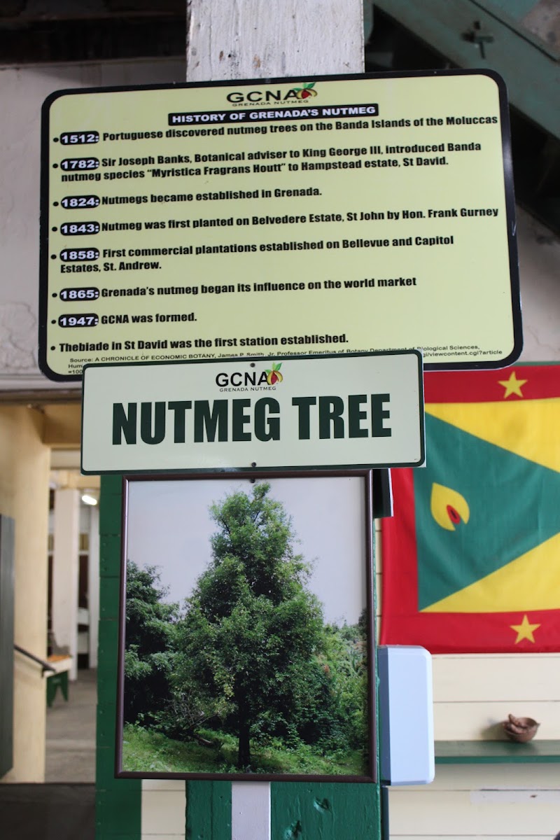 Photo 4 at Grenada Nutmeg Museum in Grenada