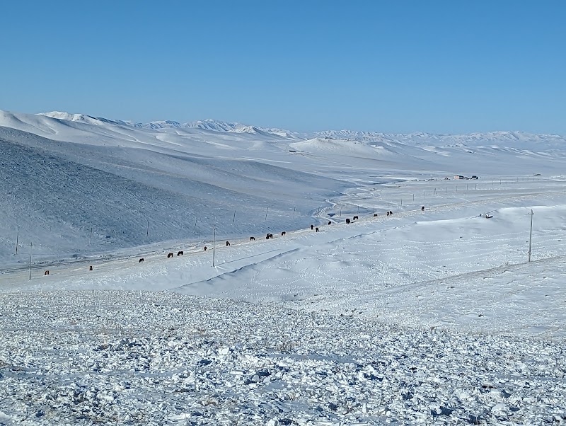 Photo 6 at Khustain Nuruu National Park in Daaga Yarimiil Hiid