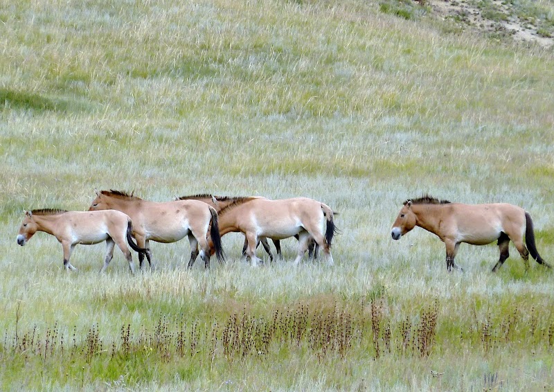 Photo 3 at Khustain Nuruu National Park in Daaga Yarimiil Hiid