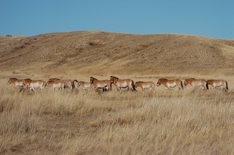 Photo 2 at Khustain Nuruu National Park in Daaga Yarimiil Hiid