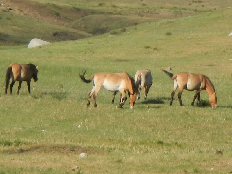 Photo 5 at Khustain Nuruu National Park in Daaga Yarimiil Hiid