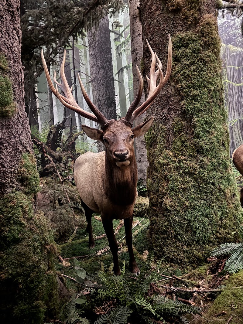 Photo 5 at Royal BC Museum in Victoria