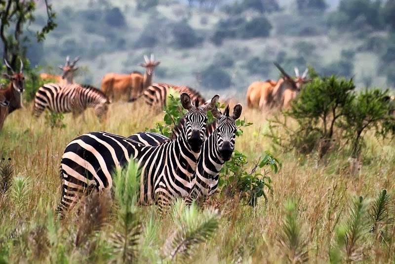 Akagera National Park in 