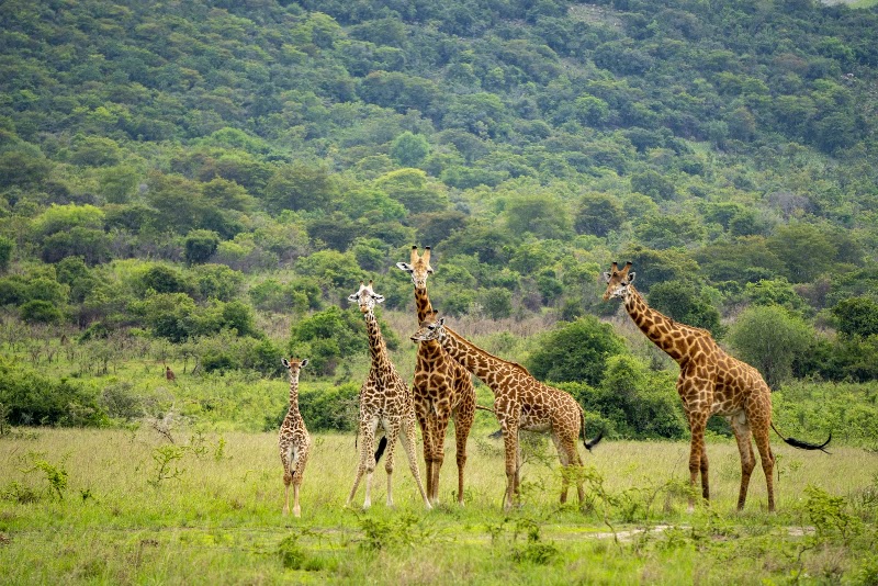 Photo 2 at Akagera National Park in 