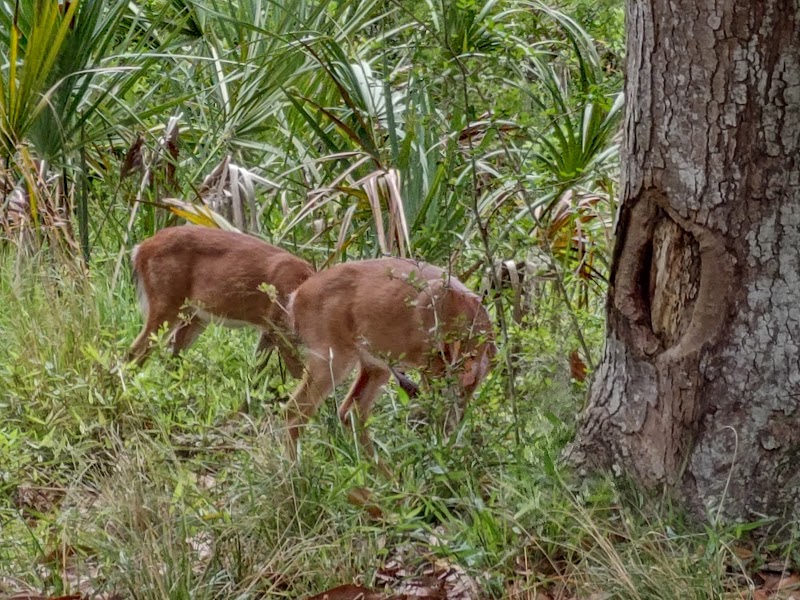 Photo 5 at Fort McAllister State Park in Richmond Hill
