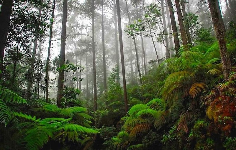 Photo 5 at Cusuco National Park in San Pedro Sula