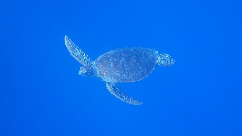 Photo 1 at Tahiti Lagoon Paradise in Punaauia