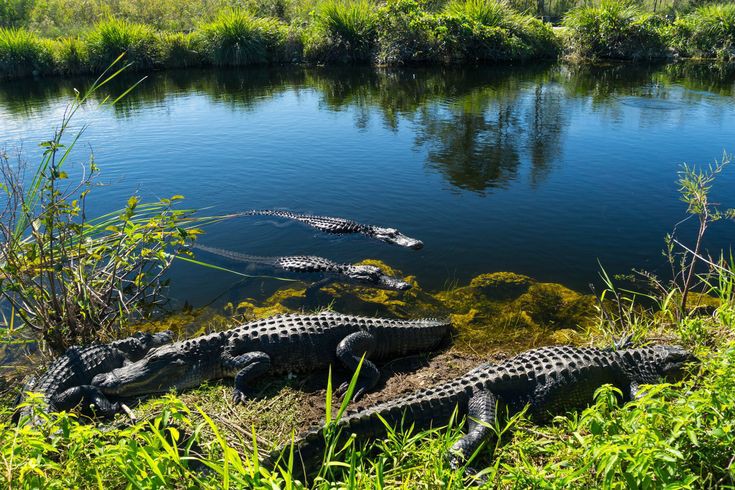 Everglades National Park in 