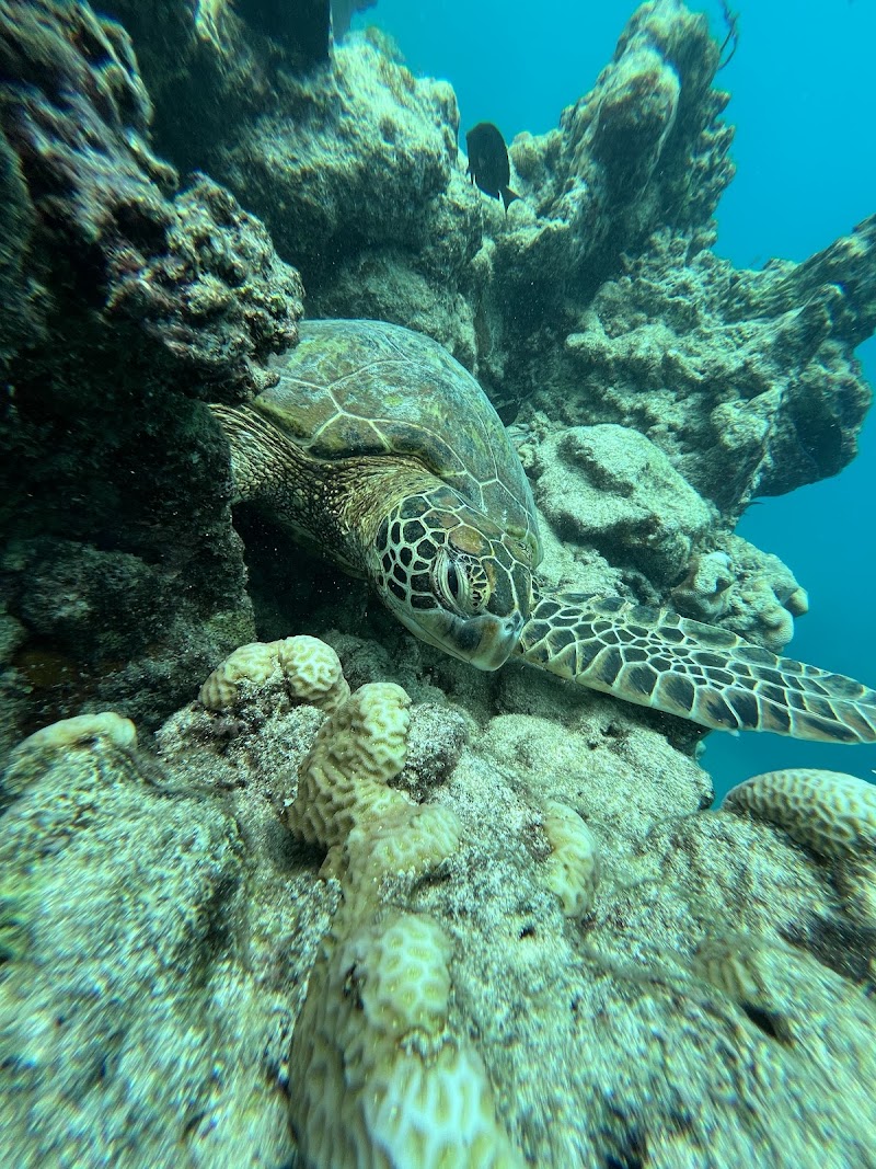 Photo 3 at Aquaoz Island Tours in Takitumu District
