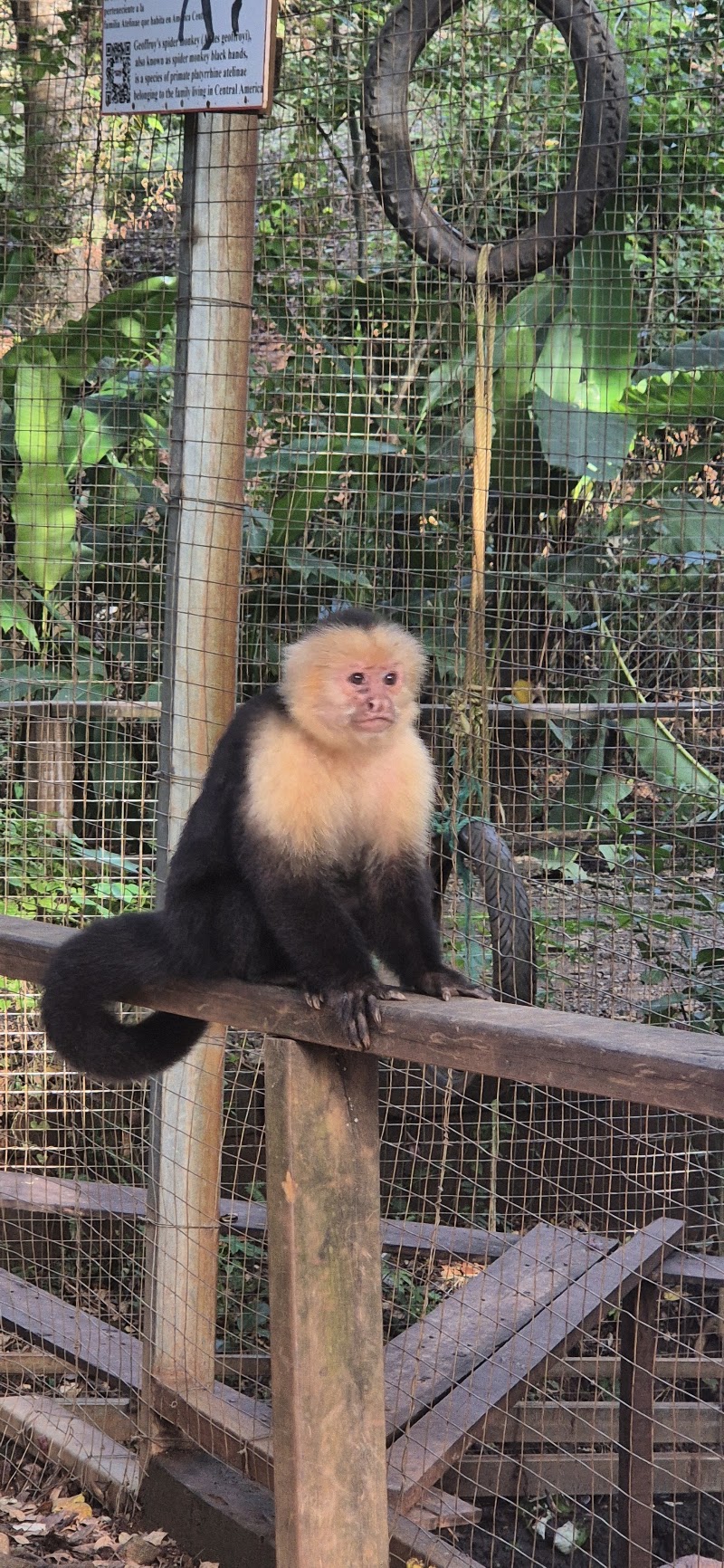 Photo 5 at Mayan Eden eco park in Coxen Hole