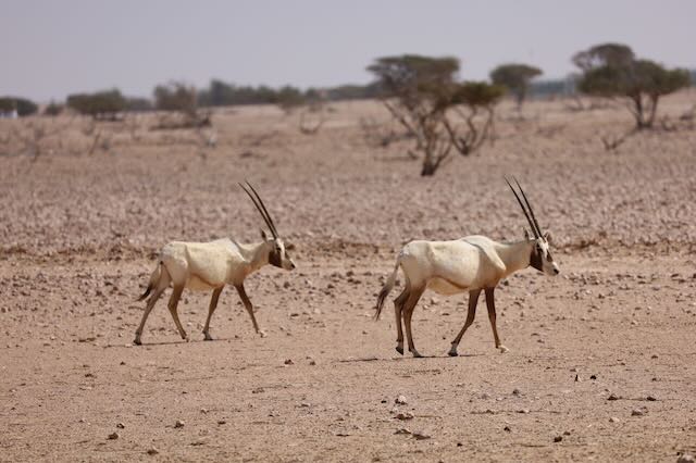Photo 5 at Arabian Oryx Sanctuary (Al Wusta Wildlife Reserve) in 