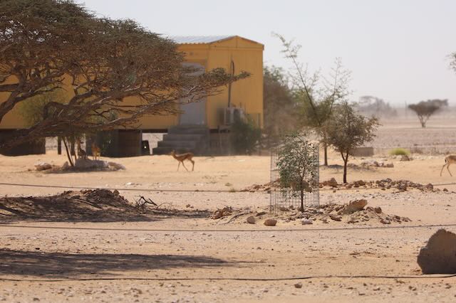 Photo 6 at Arabian Oryx Sanctuary (Al Wusta Wildlife Reserve) in 