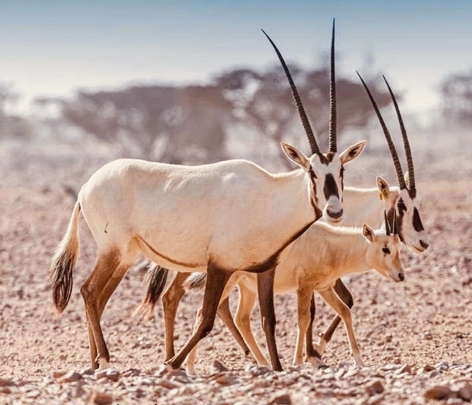 Arabian Oryx Sanctuary (Al Wusta Wildlife Reserve) in 