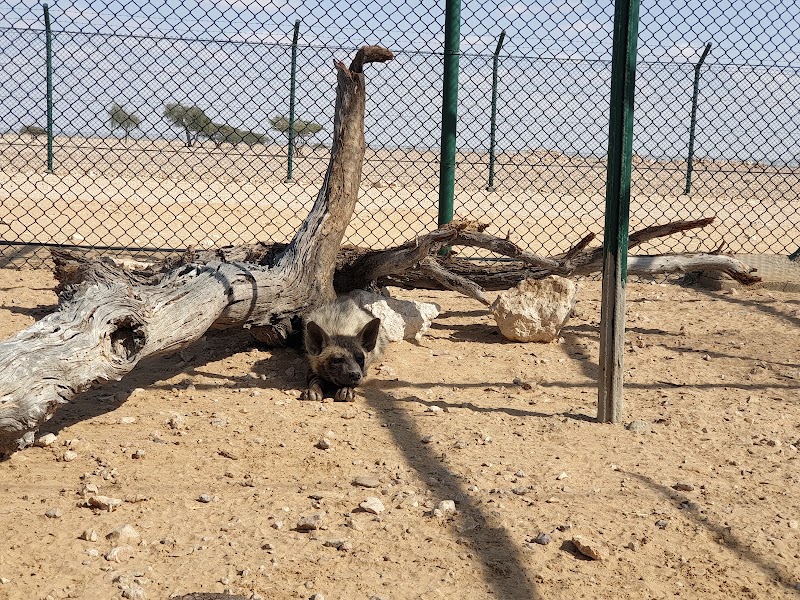 Photo 3 at Arabian Oryx Sanctuary (Al Wusta Wildlife Reserve) in 
