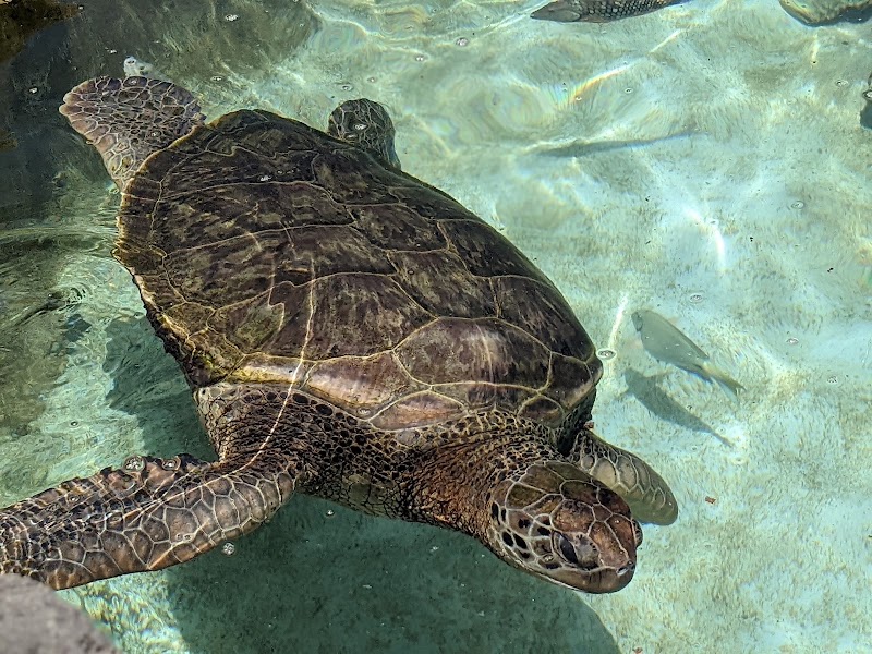 Photo 6 at Coral World Ocean Park in St Thomas