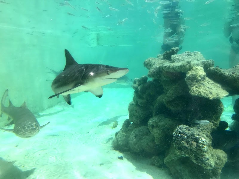 Photo 5 at Coral World Ocean Park in St Thomas